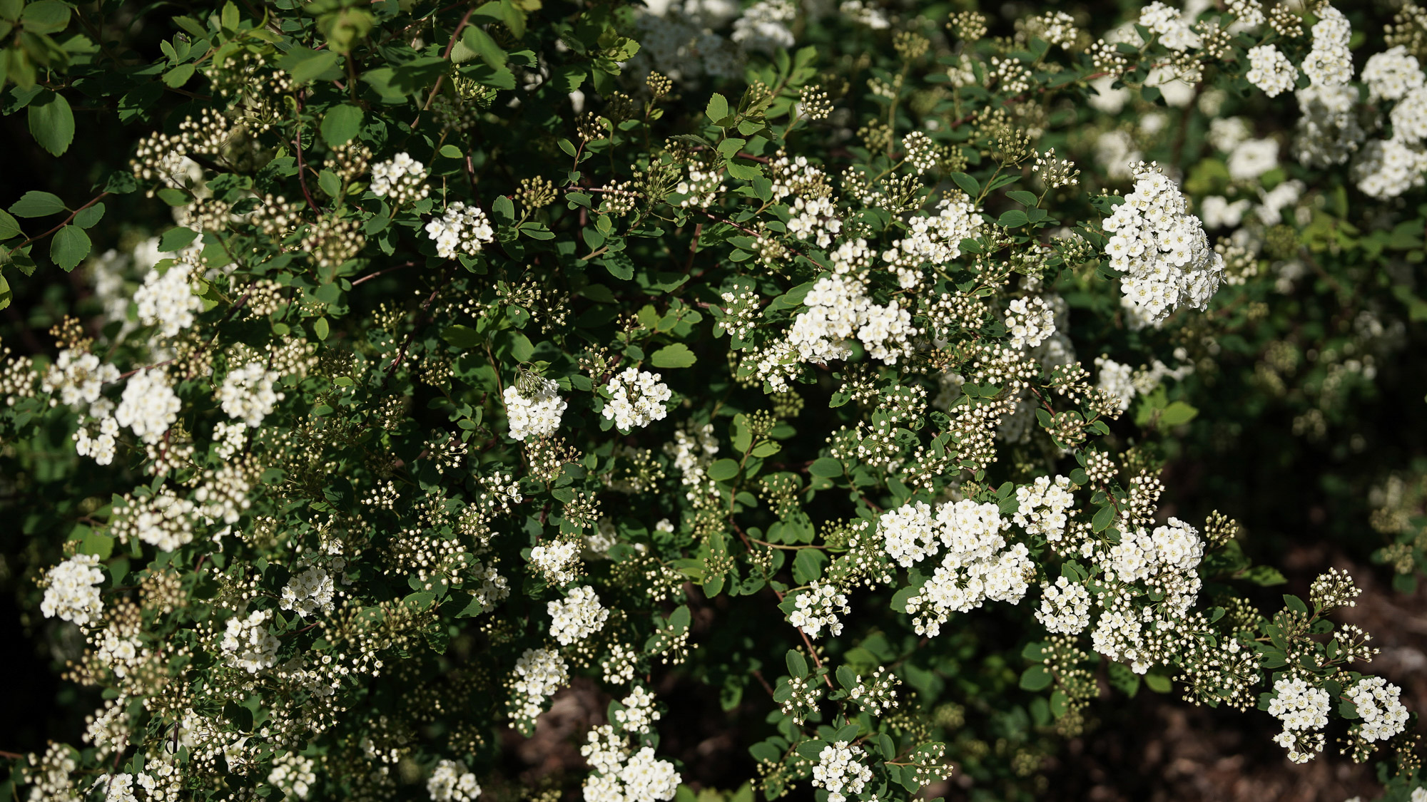 Obiektyw Voigtlander APO Lanthar II 50 mm f/2,0 do Nikon Z